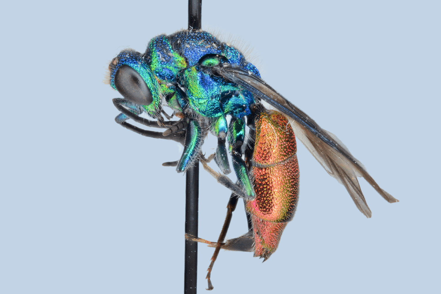 Chrysis impressa